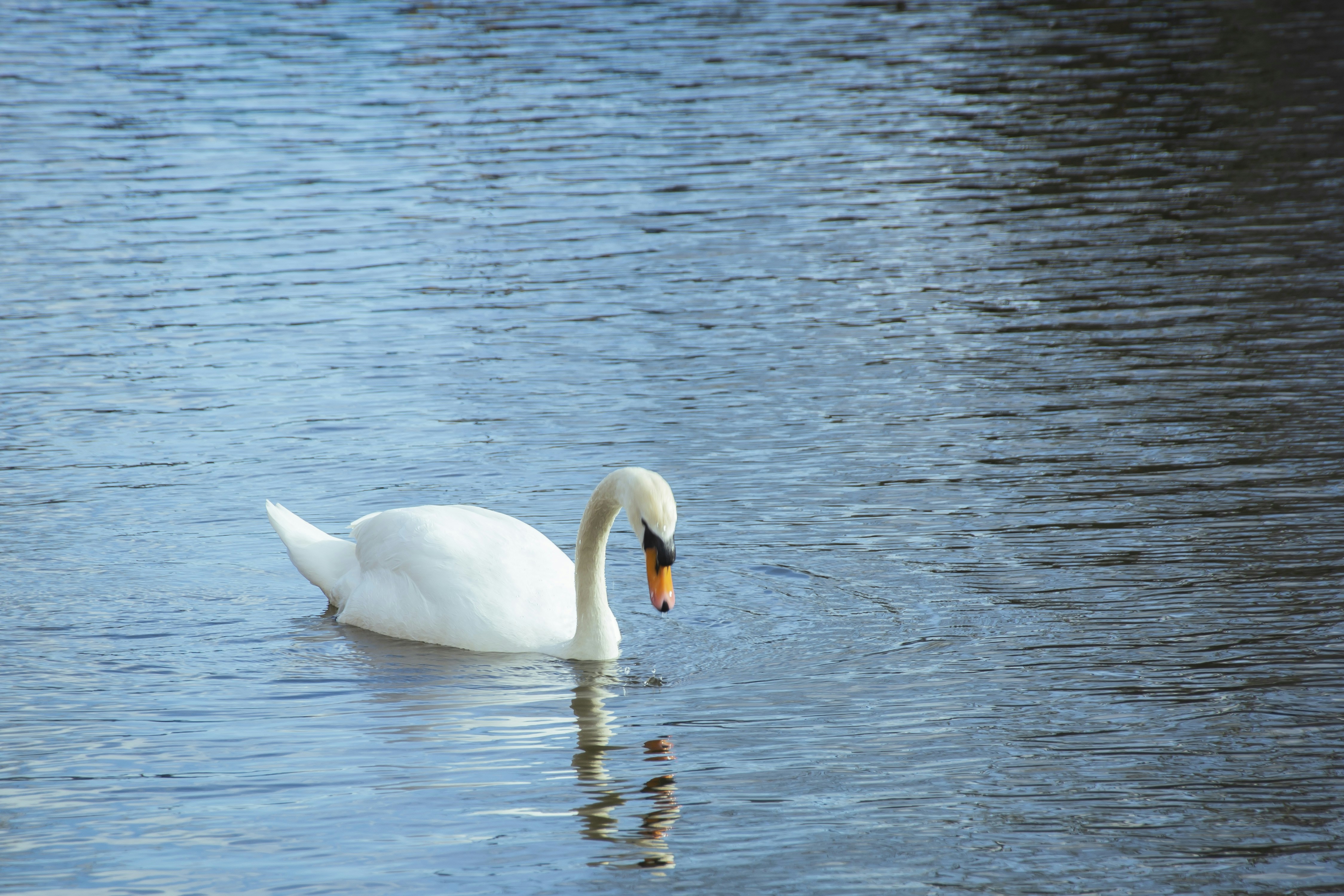 white swan on body of water during daytime