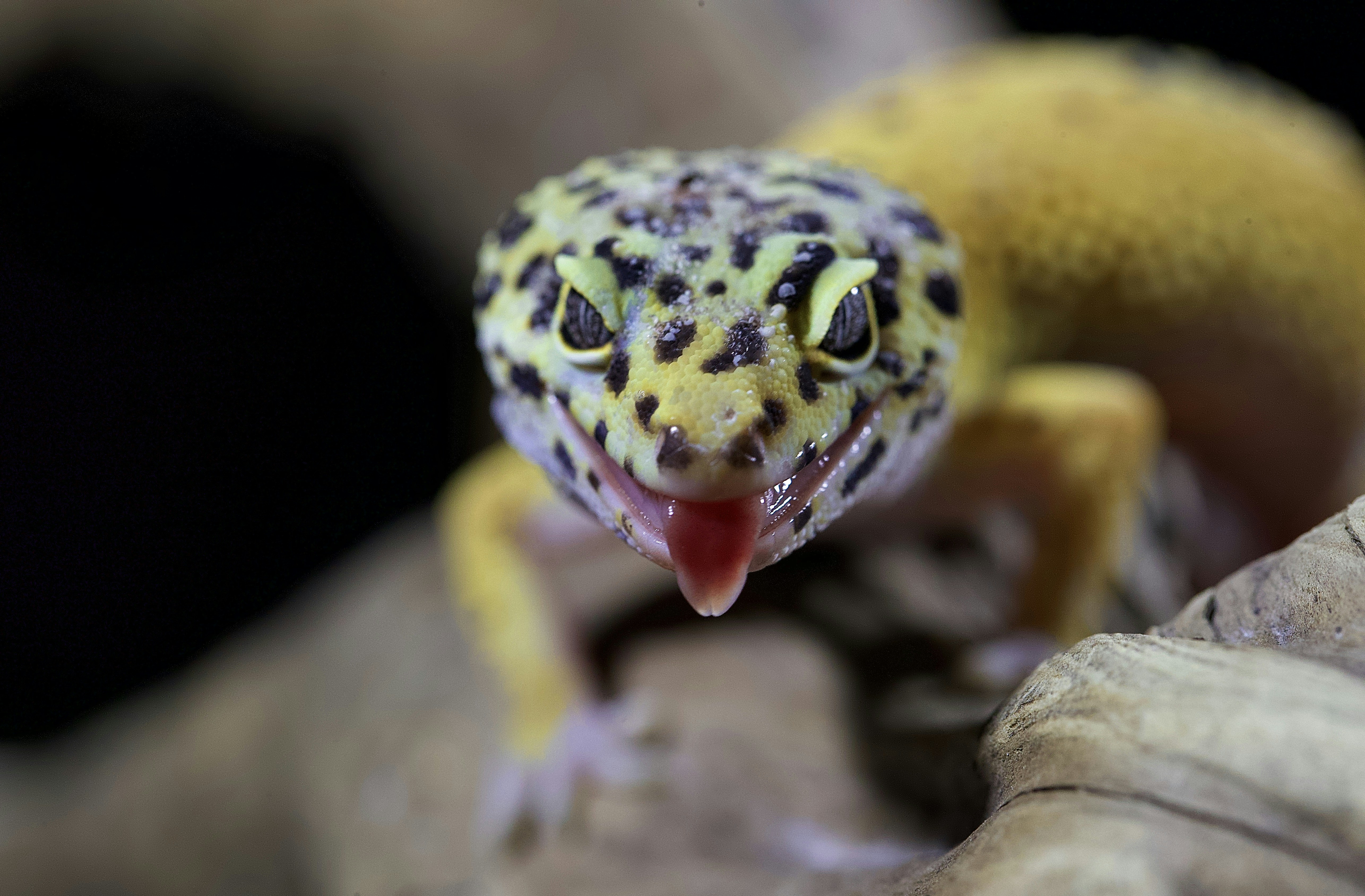What Temperatures Are Ideal For A Leopard Gecko’s Habitat? - GeckoSavvy