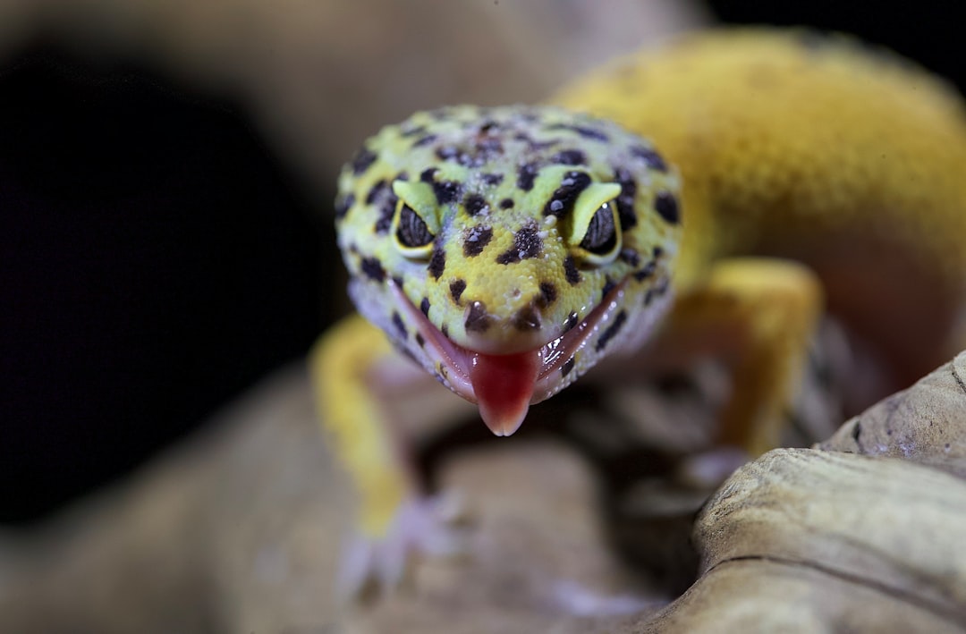 yellow and black lizard on brown wood