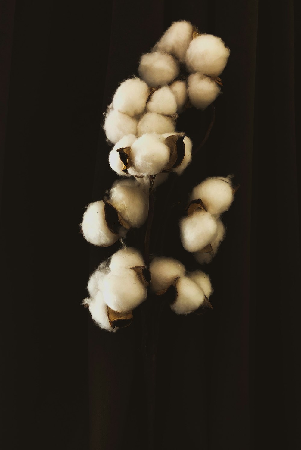 white flower buds in black background