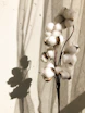 white flowers on white surface