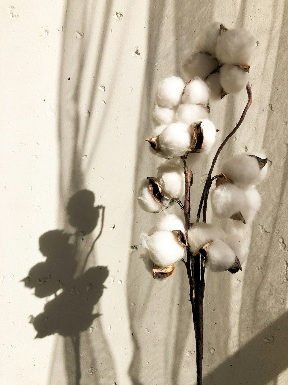 흰색 표면에 흰 꽃