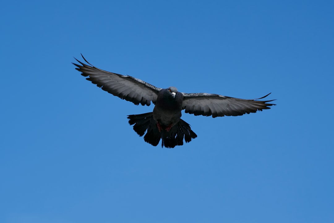 white and black bird flying under blue sky during daytime