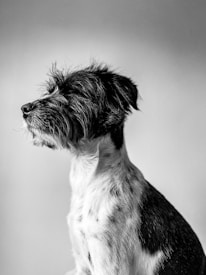 A side profile of a dog with shaggy, textured fur and a calm, serene expression. The background is a simple, gradient gray which adds focus to the dog's features.
