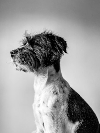 A side profile of a dog with shaggy, textured fur and a calm, serene expression. The background is a simple, gradient gray which adds focus to the dog's features.