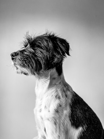 A side profile of a dog with shaggy, textured fur and a calm, serene expression. The background is a simple, gradient gray which adds focus to the dog's features.