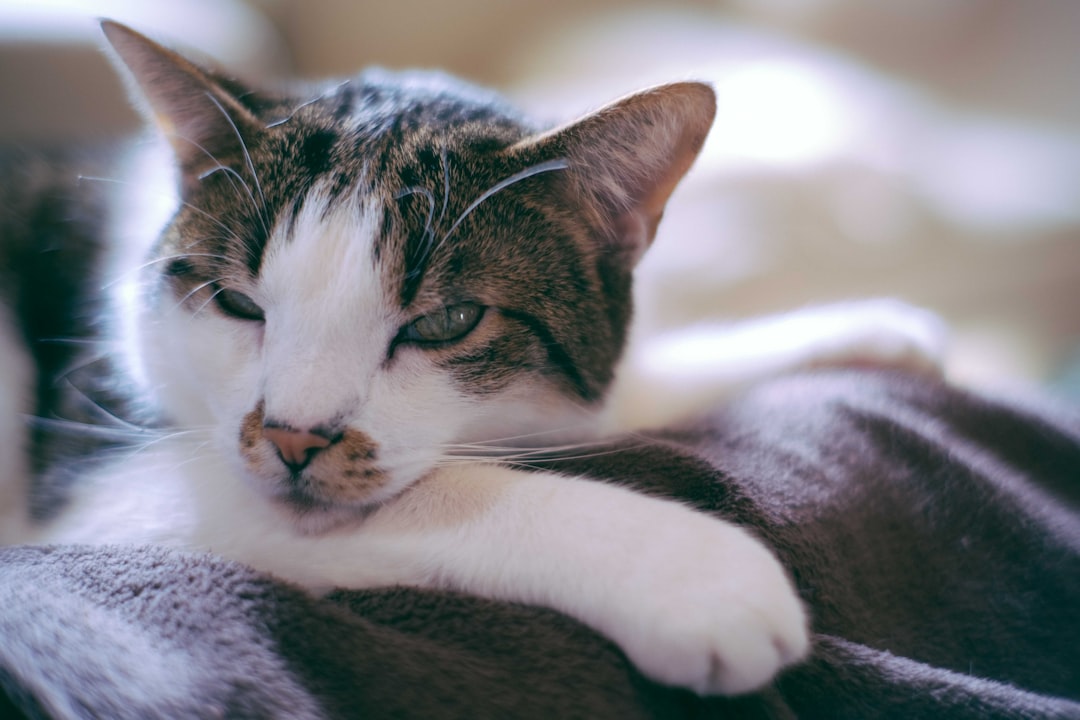 white and brown tabby cat lying on white textile