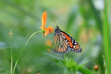 A monarch butterfly perched delicately on a bright orange marigold flower.