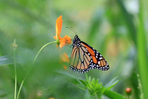 A monarch butterfly perched delicately on a bright orange marigold flower.