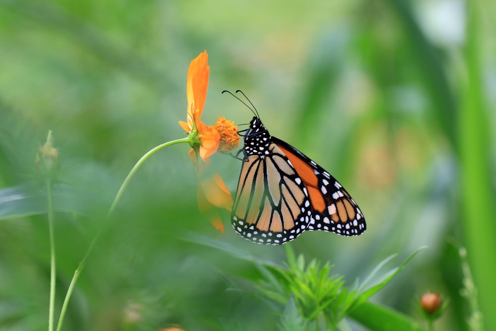 monarch butterfly perched on yellow flower in close up photography during daytime