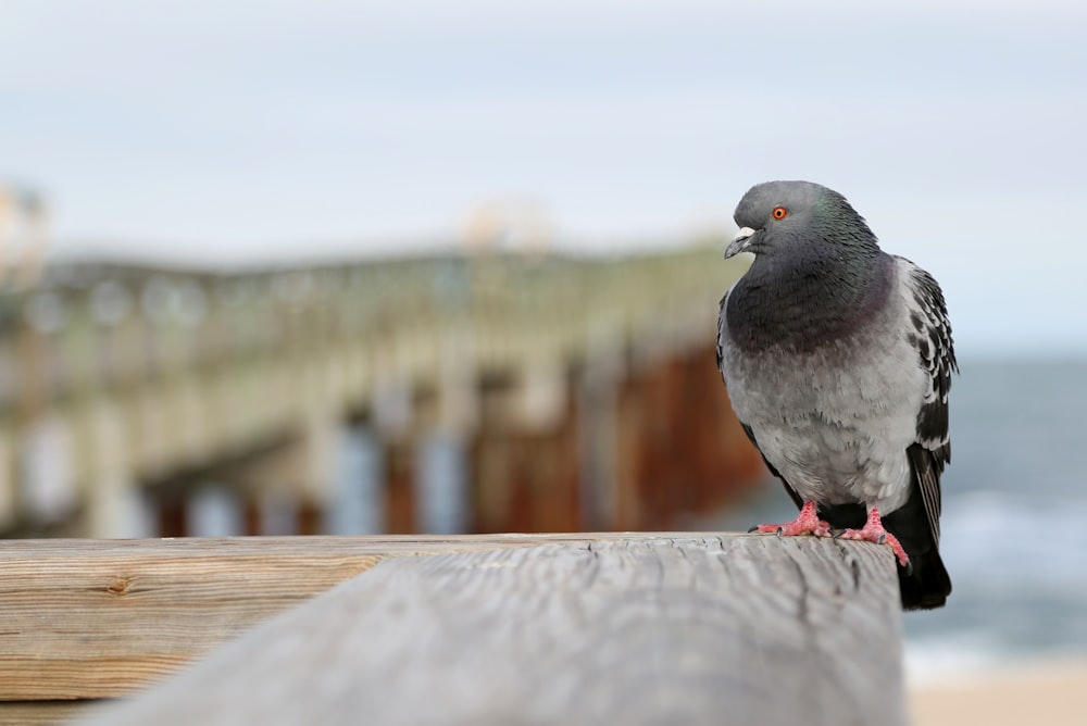 black and gray bird on brown wooden fence during daytime