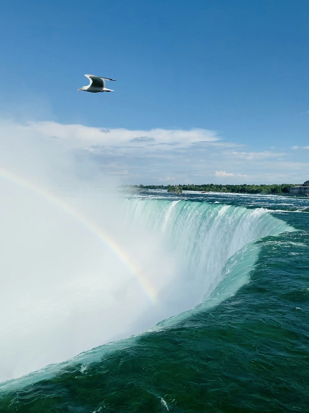 white bird flying over the water falls during daytime