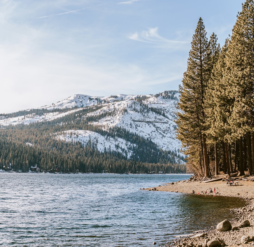 green trees near body of water during daytime