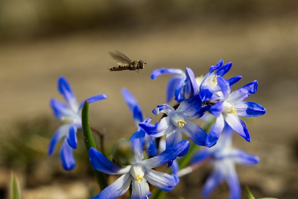 abeille noire et brune sur fleur bleue