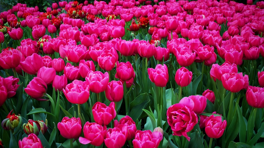 pink tulips field during daytime