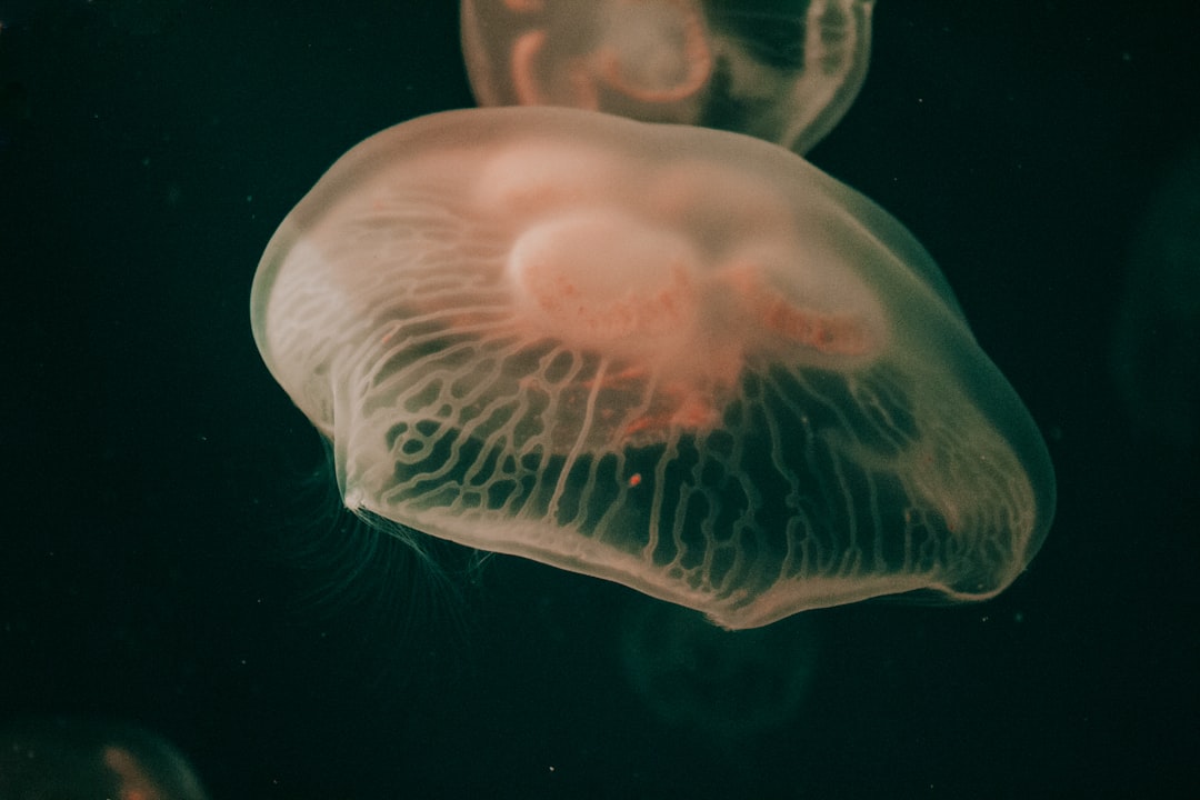 white and black jellyfish in water