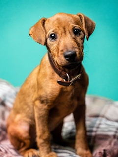 A young brown puppy with a black nose and large, expressive eyes is sitting on a plaid blanket. The background is a solid teal color, highlighting the puppy's features. The dog is wearing a dark collar with a silver buckle.
