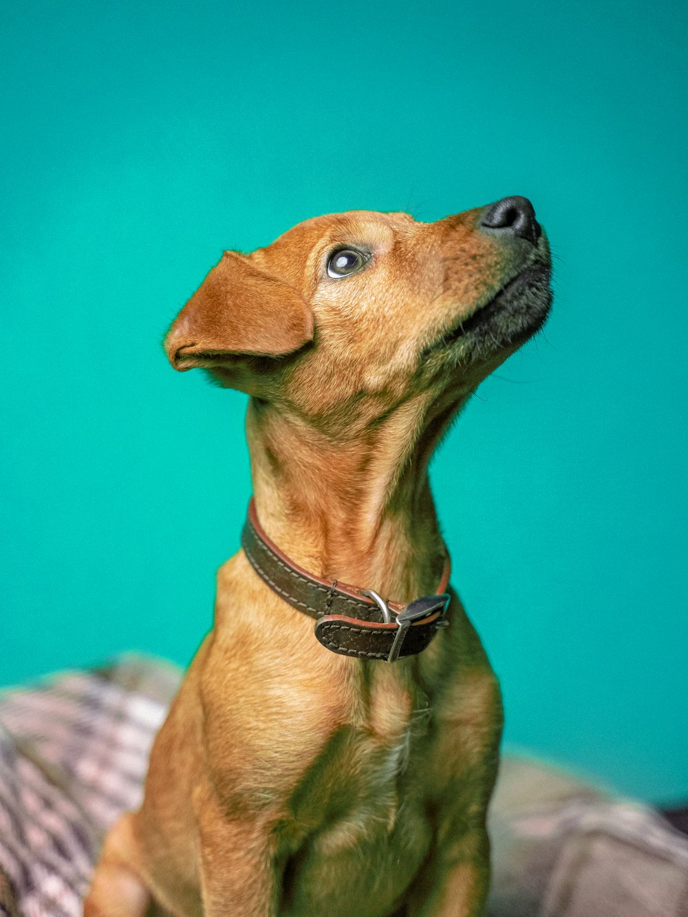 Perro de pelo corto marrón sobre tela a cuadros blancos y negros