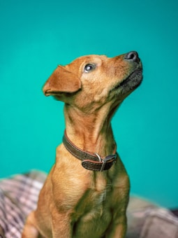 A brown dog with a leather collar looks upward against a vibrant teal background. Its ears are perked up, and the expression appears curious or attentive. The dog's coat is smooth, and the lighting highlights the texture and color of its fur.