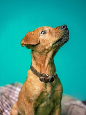 A brown dog with a leather collar looks upward against a vibrant teal background. Its ears are perked up, and the expression appears curious or attentive. The dog's coat is smooth, and the lighting highlights the texture and color of its fur.