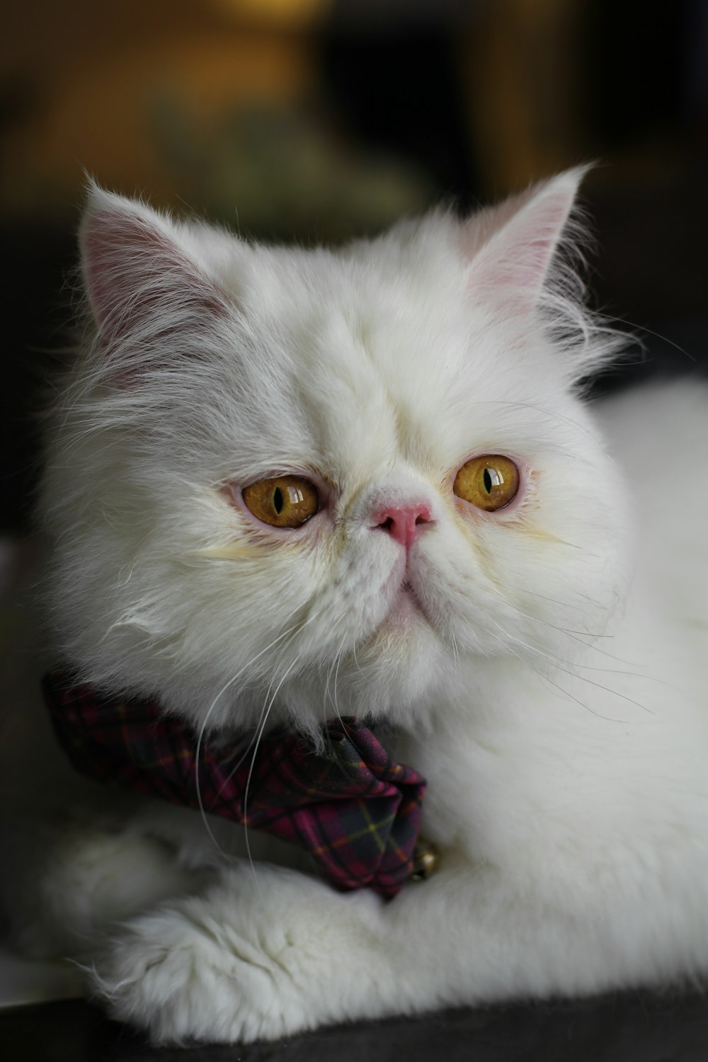 white persian cat with red and black bowtie