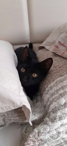 A playful black Persian cat nestled among soft pillows near a window.