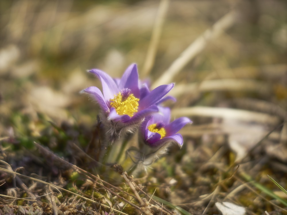 purple flower on green grass