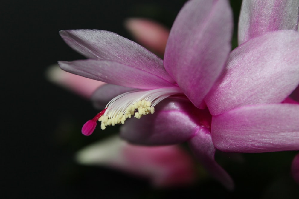 purple and white flower in macro shot