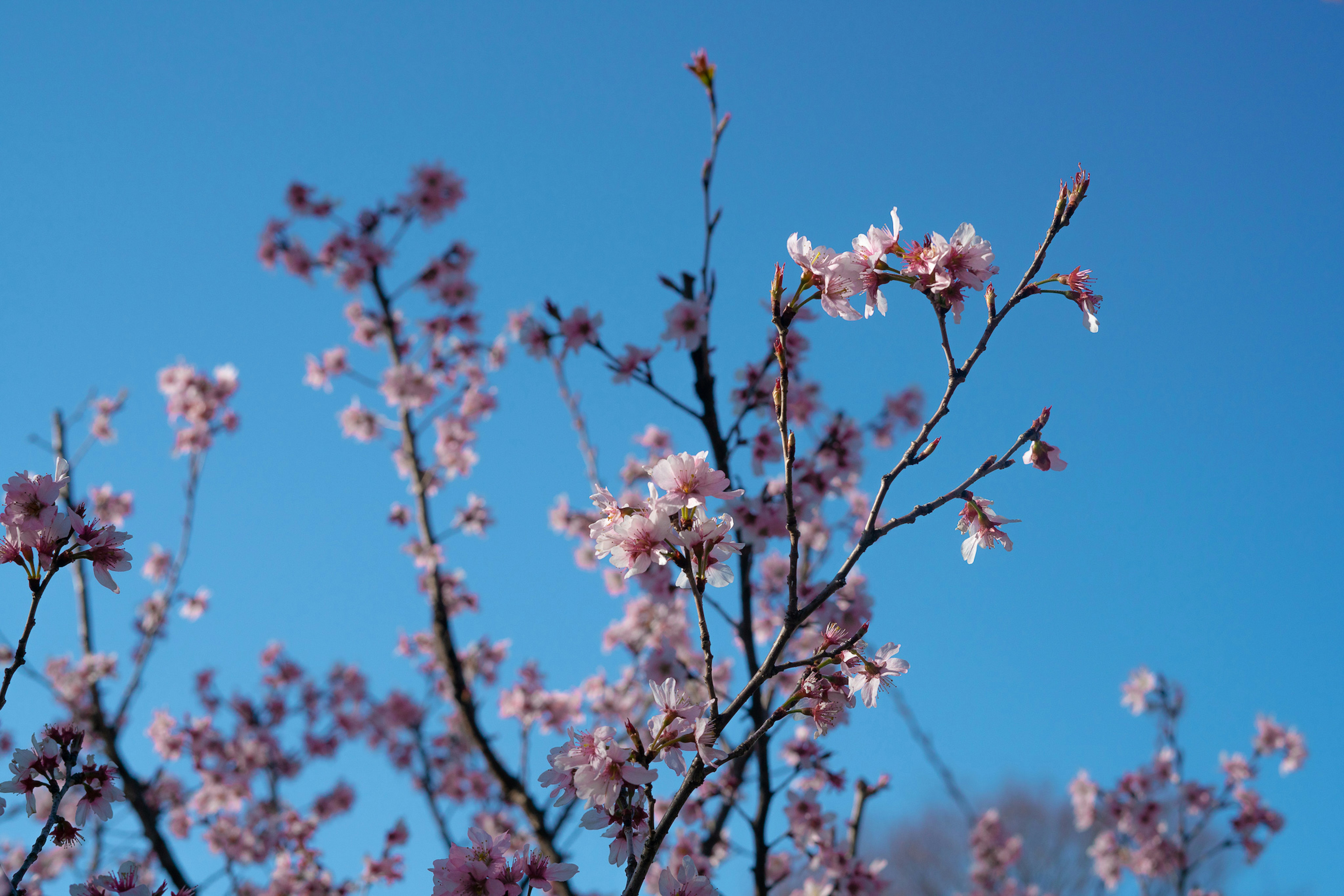 pink cherry blossom in bloom during daytime
