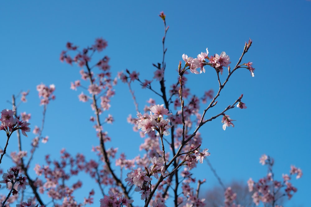 pink cherry blossom in bloom during daytime