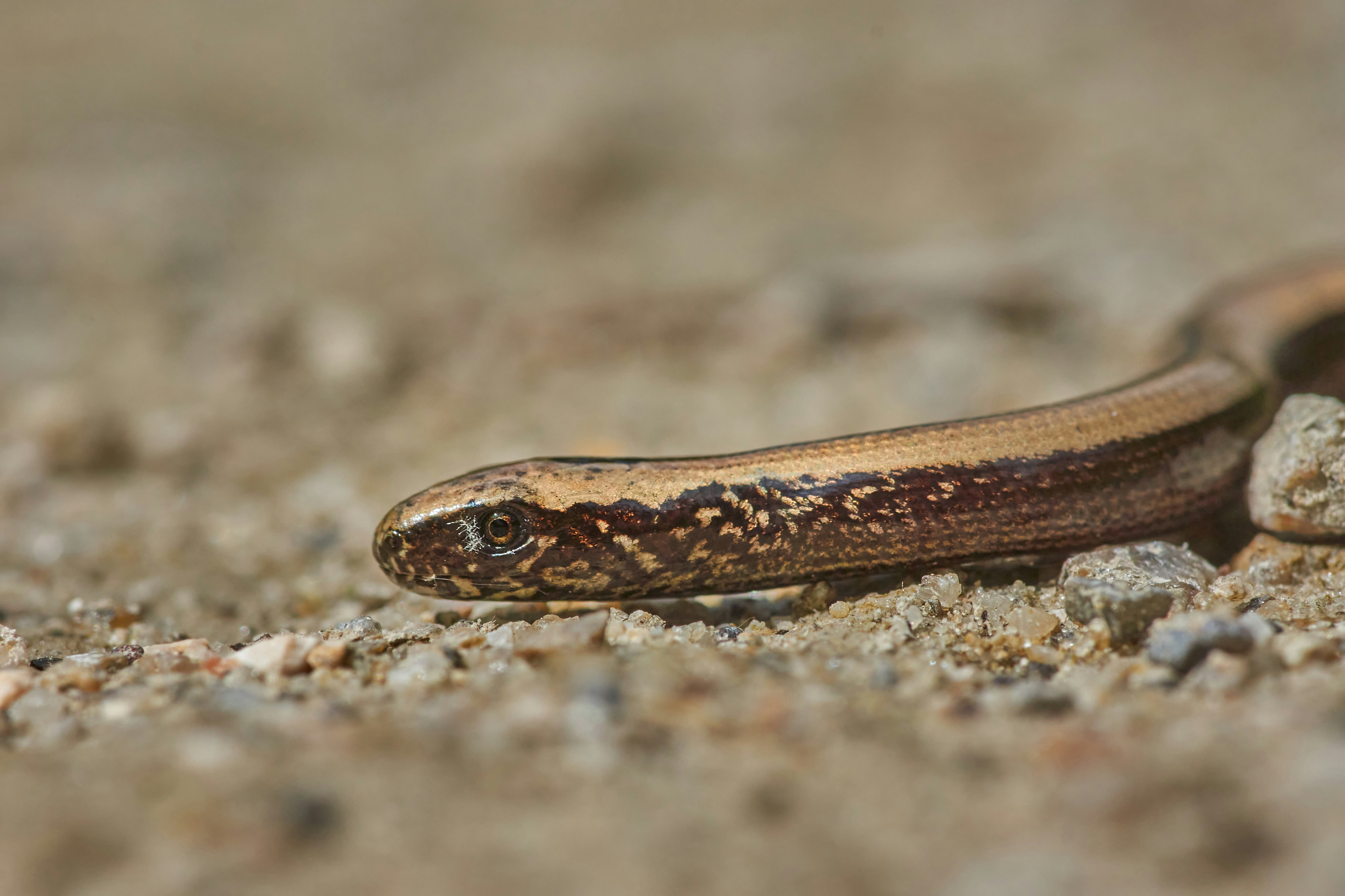 Photo by wolfgang_hasselmann