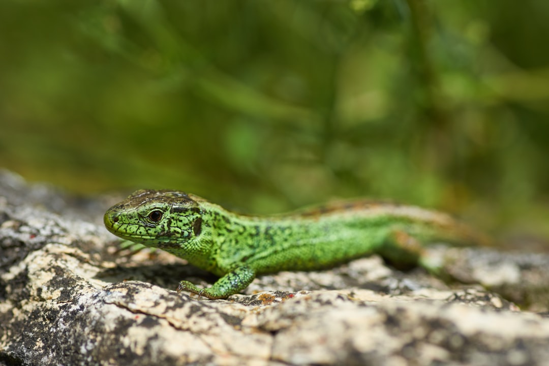 green and brown lizard on brown wood