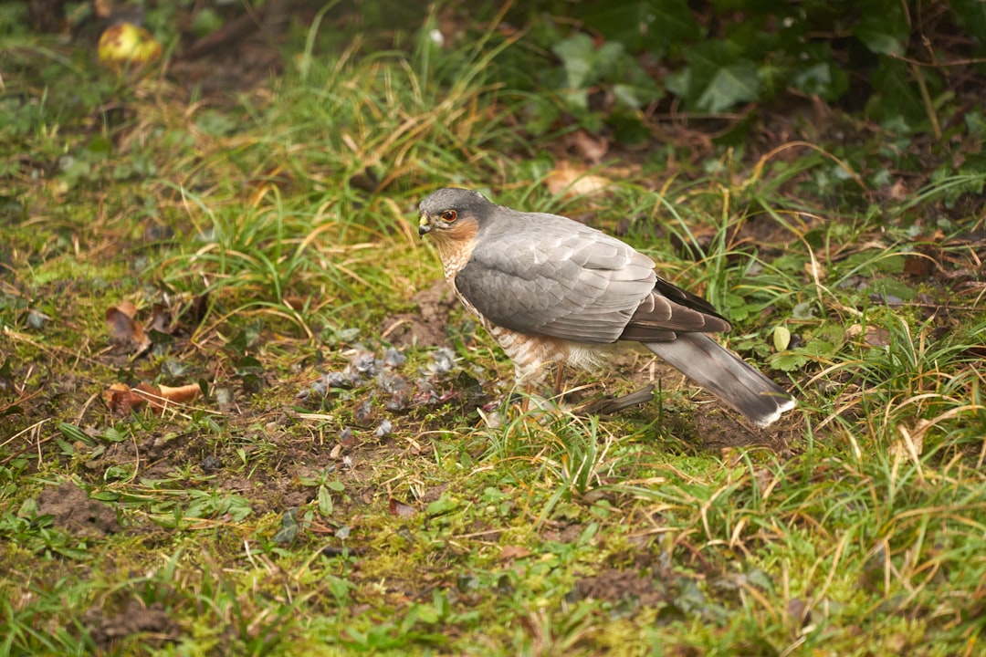 gray and white bird on green grass during daytime