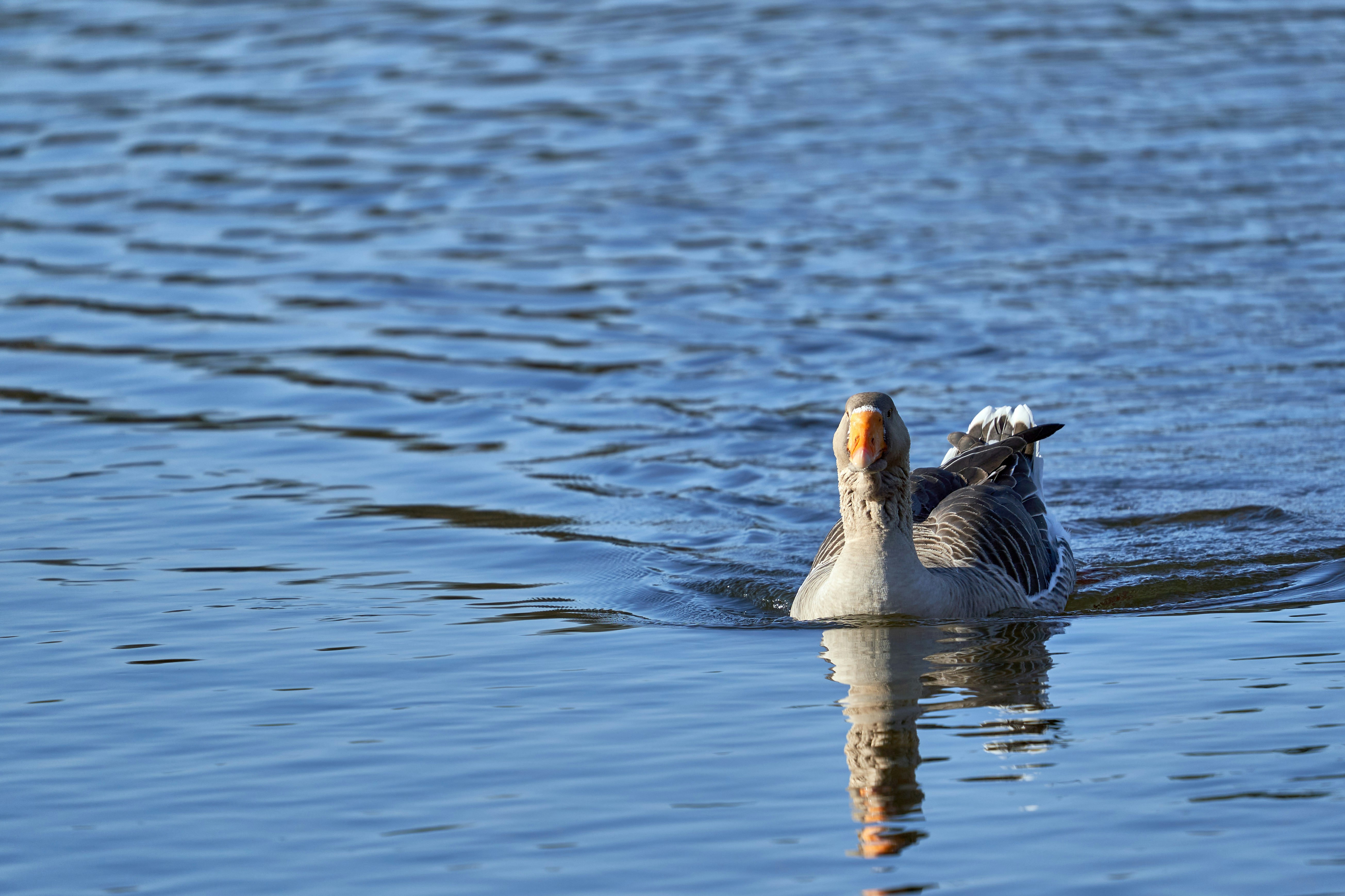 Photo by wolfgang_hasselmann