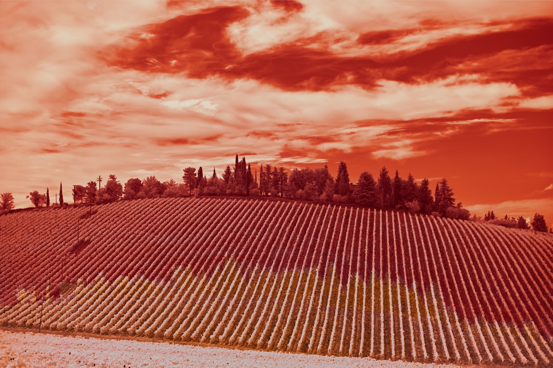 brown field under cloudy sky during daytime