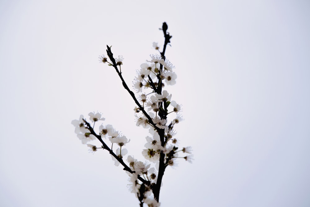 white flower on black stem