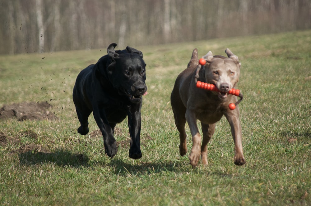 black labrador retriever puppy running on green grass field during daytime