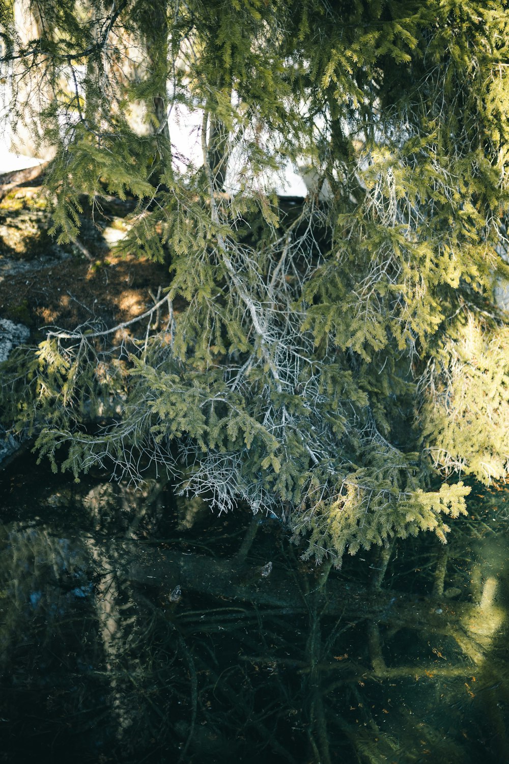 green and yellow leaf tree