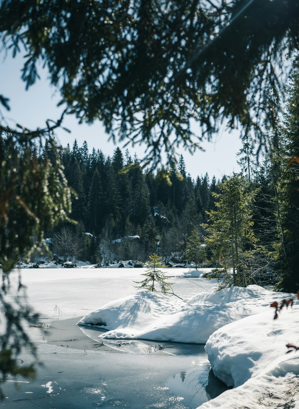 snow covered field and trees during daytime