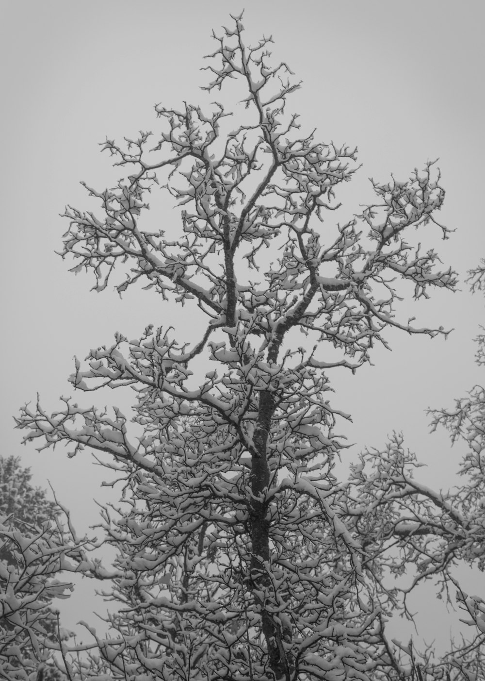 árbol negro bajo el cielo blanco