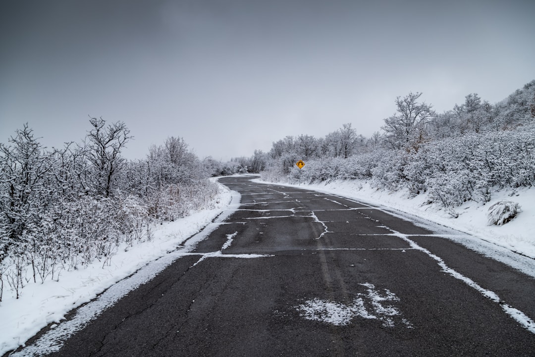 black asphalt road between snow covered trees during daytime