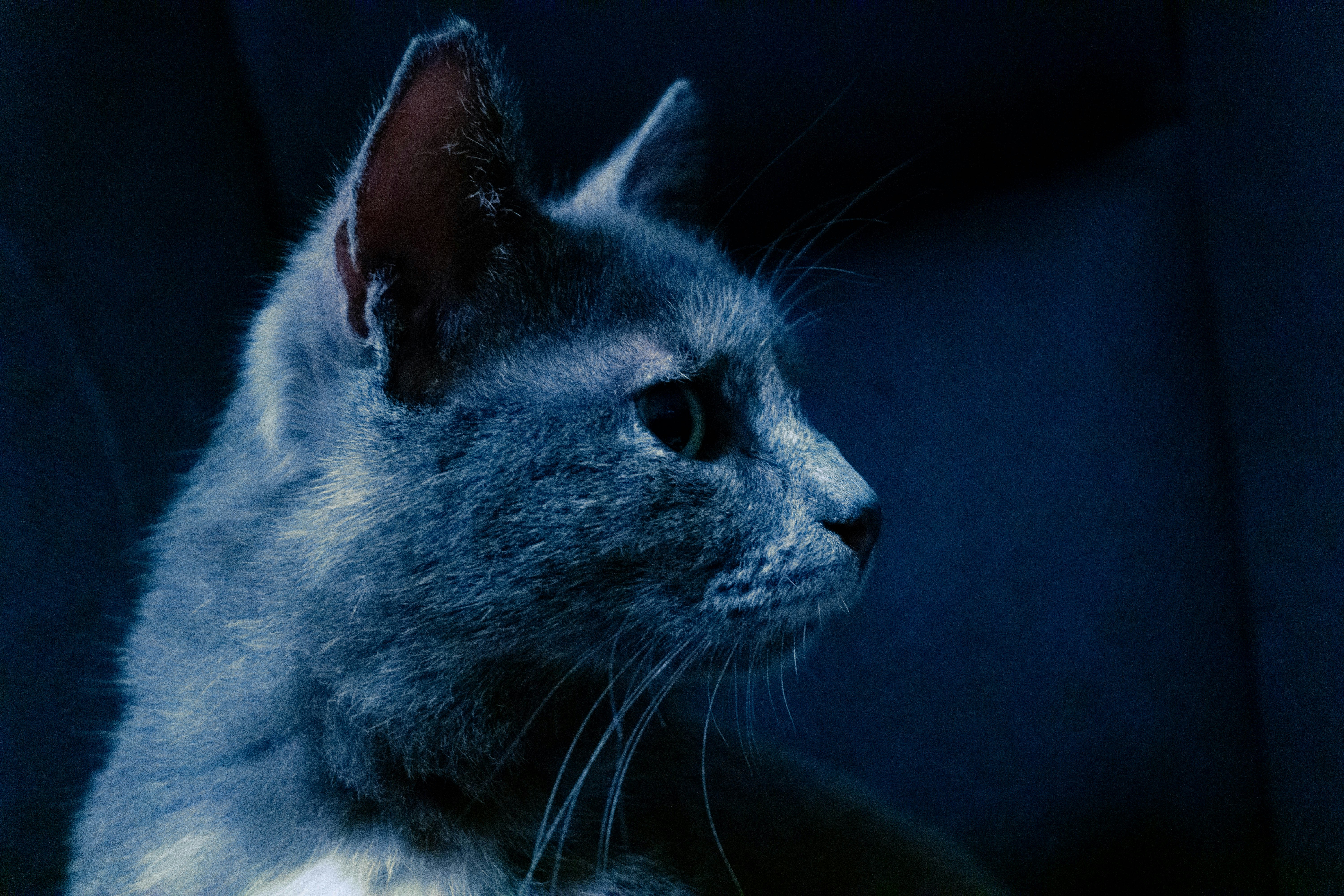 Grey Cat Night Photo