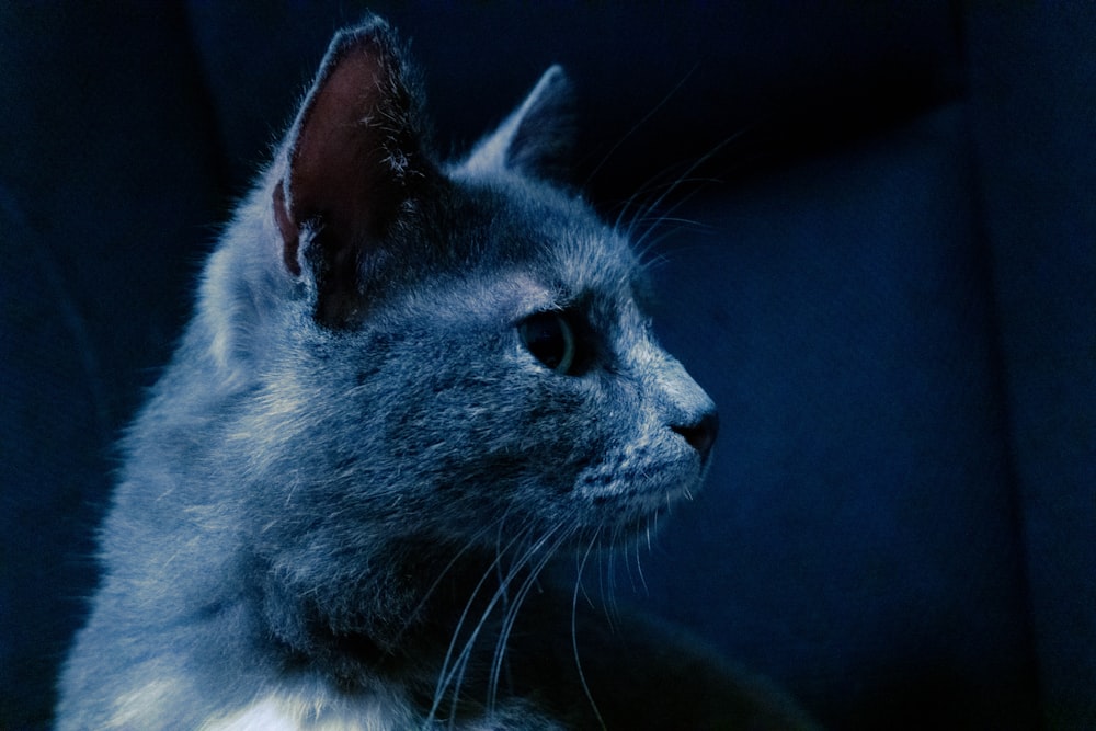 gray and white cat with blue eyes