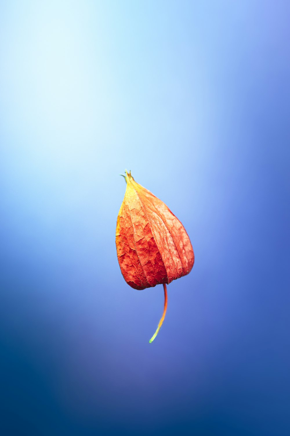 red and yellow leaf in close up photography