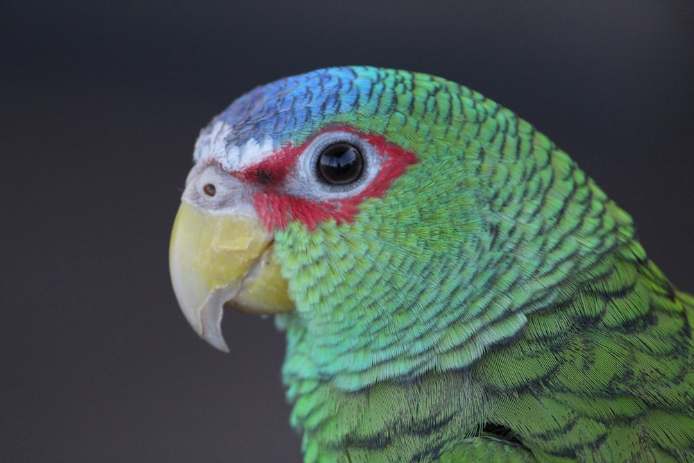 green and yellow bird in close up photography