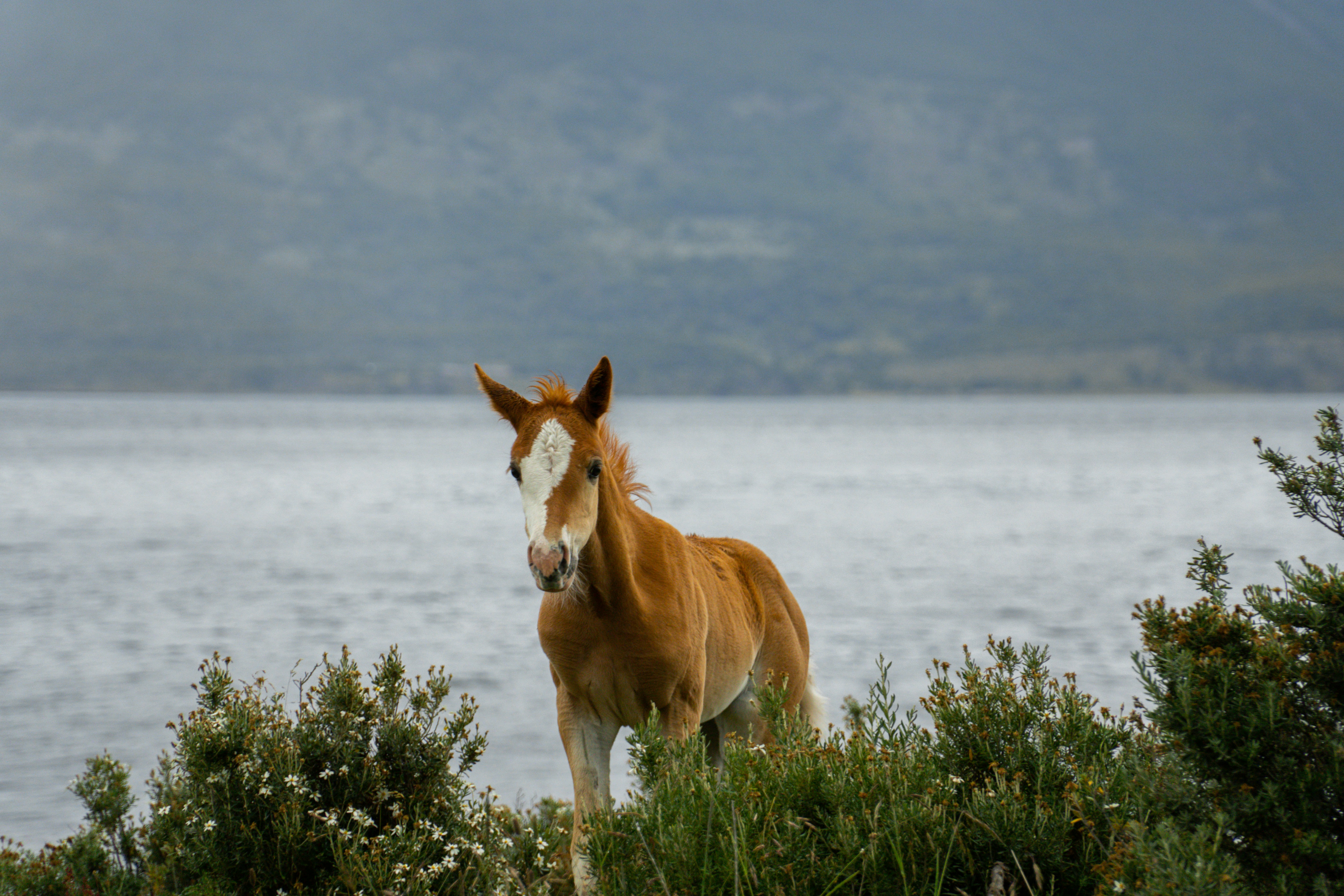 brown and white horse on green grass field near body of water during daytime, 