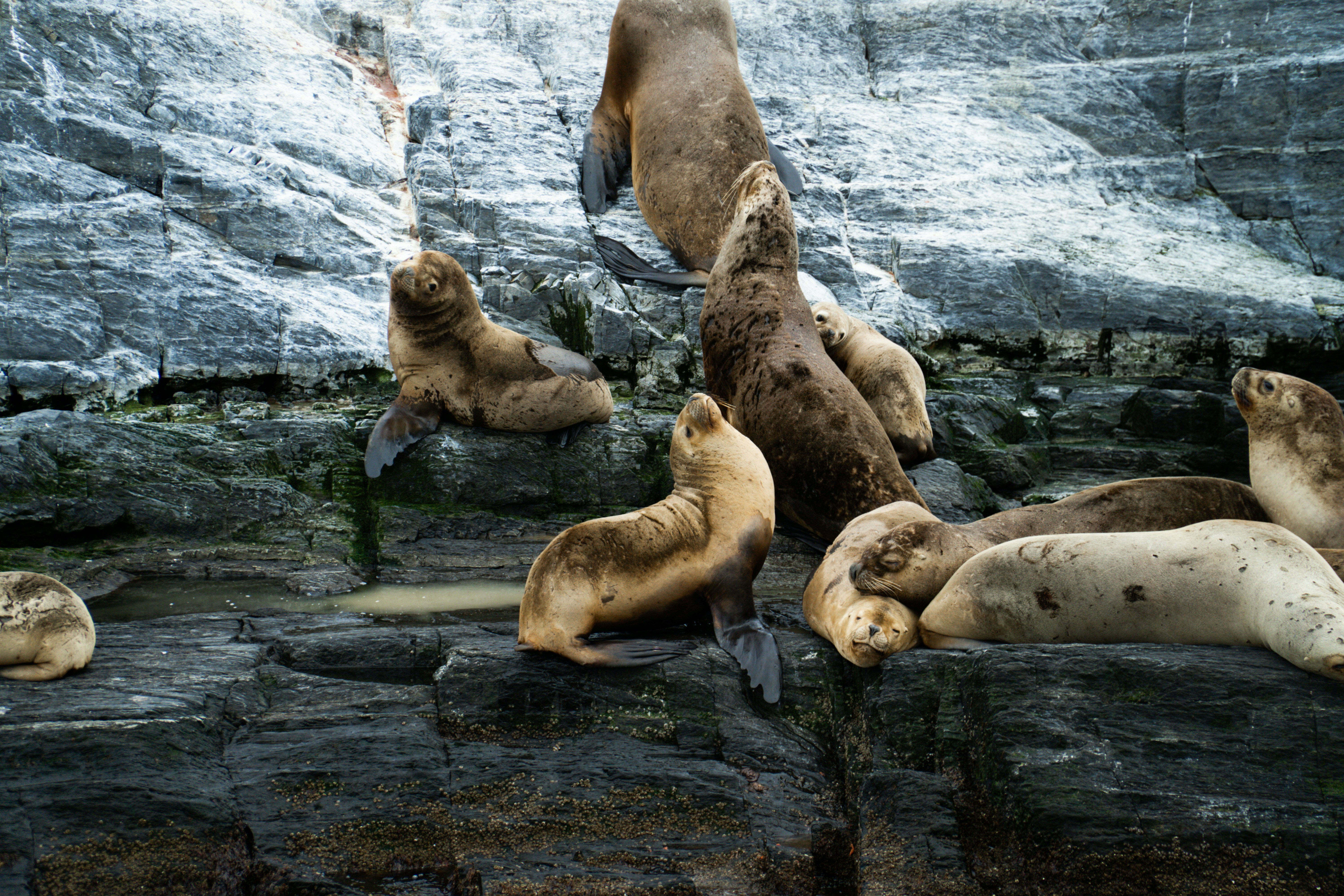 group of sea lions on rock formation, 