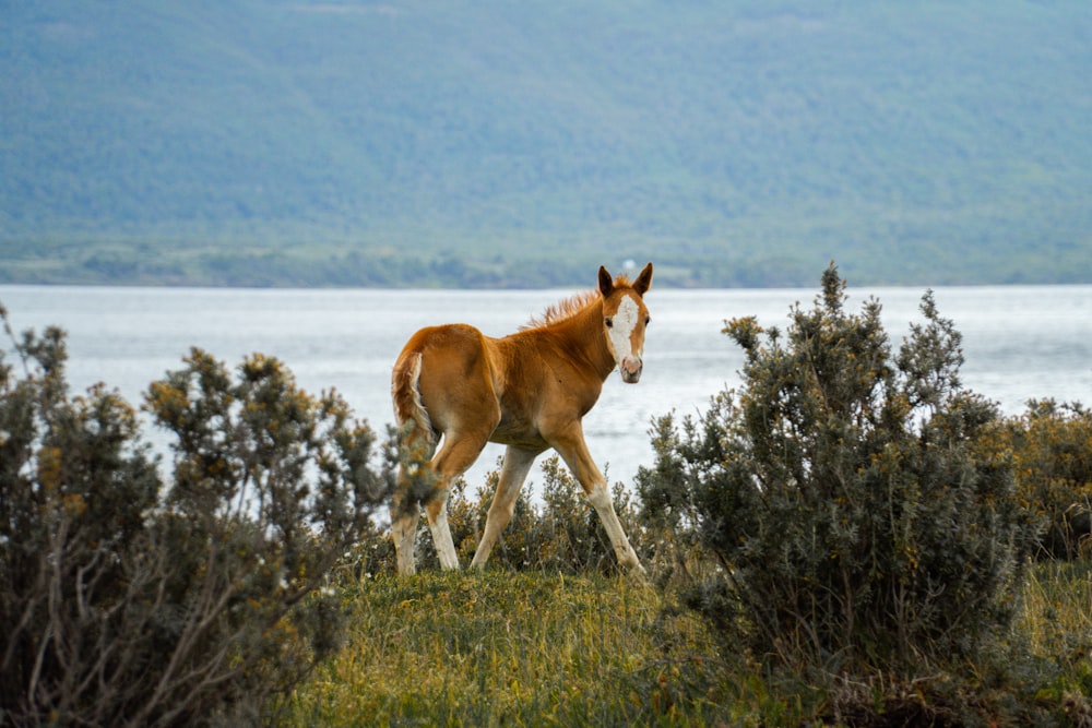 brown horse on green grass field during daytime