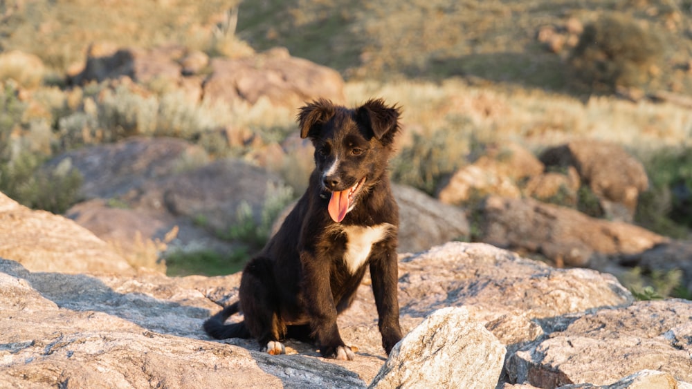 black and white short coat medium dog sitting on rock during daytime