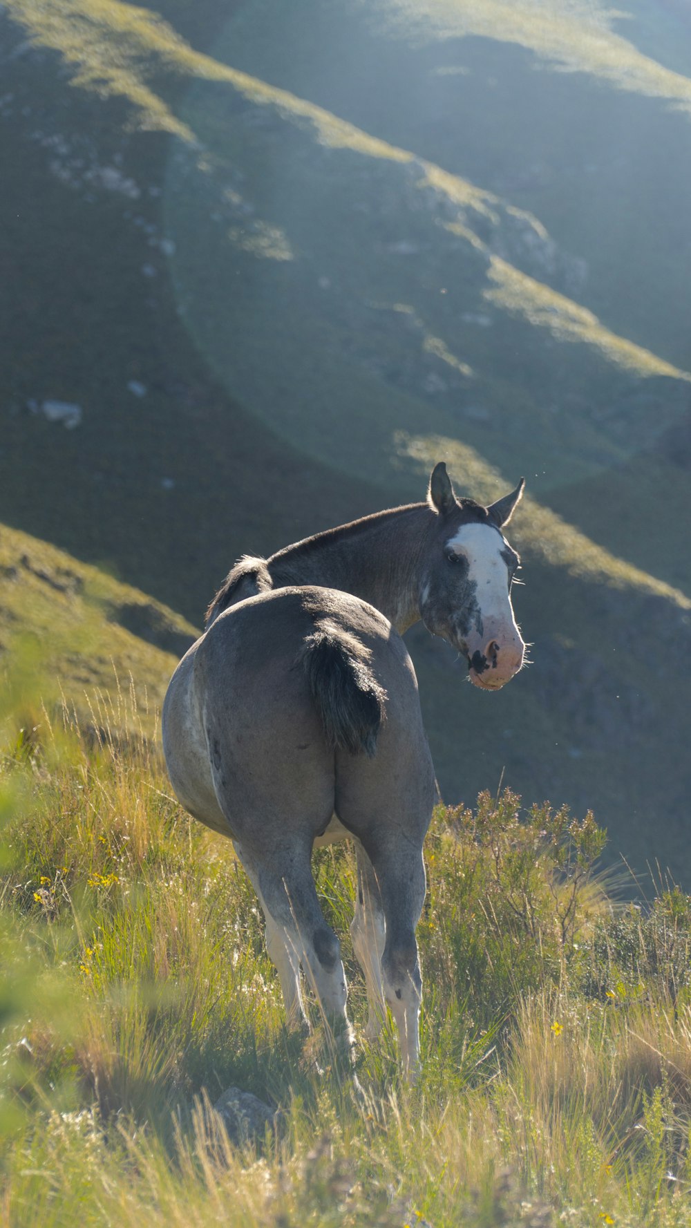 white horse on green grass during daytime